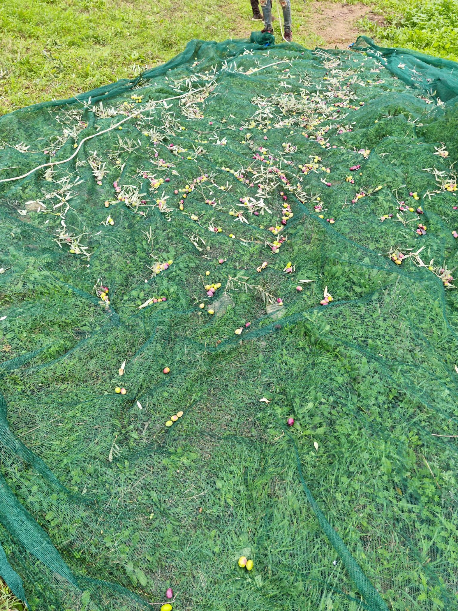 IMG 20211116-WA0011